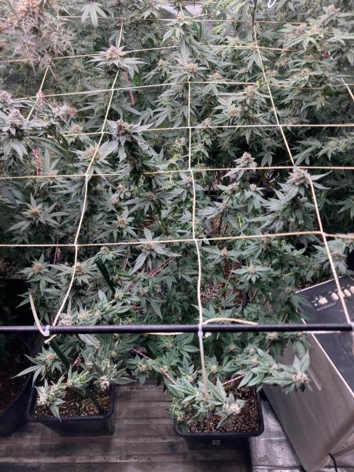 Do-lato V2 (In House Genetics). Week 25