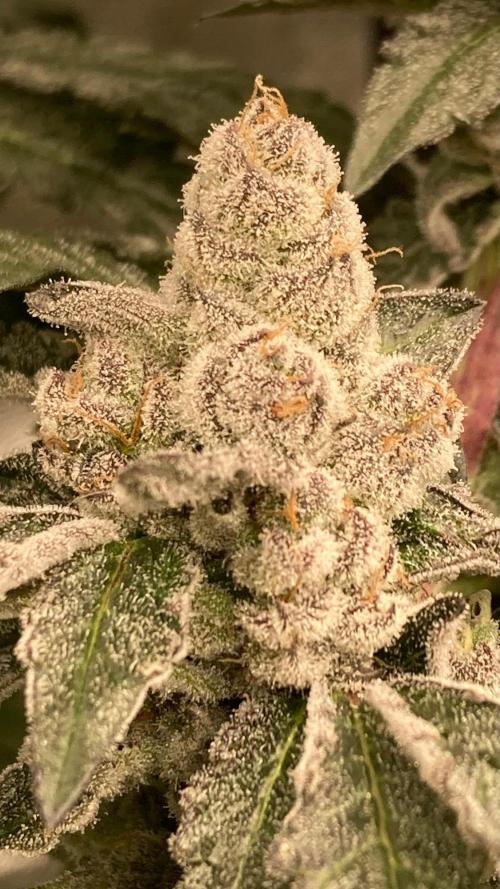 Final Chrome Dome Clone (Compound ). Week 8