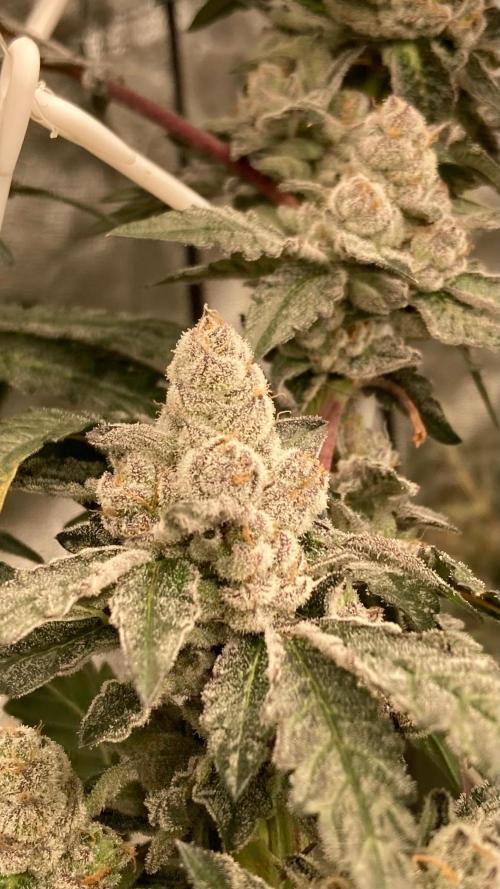 Final Chrome Dome Clone (Compound ). Week 8