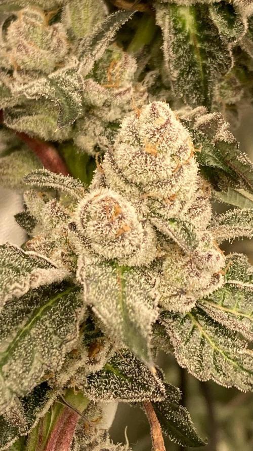 Final Chrome Dome Clone (Compound ). Week 8
