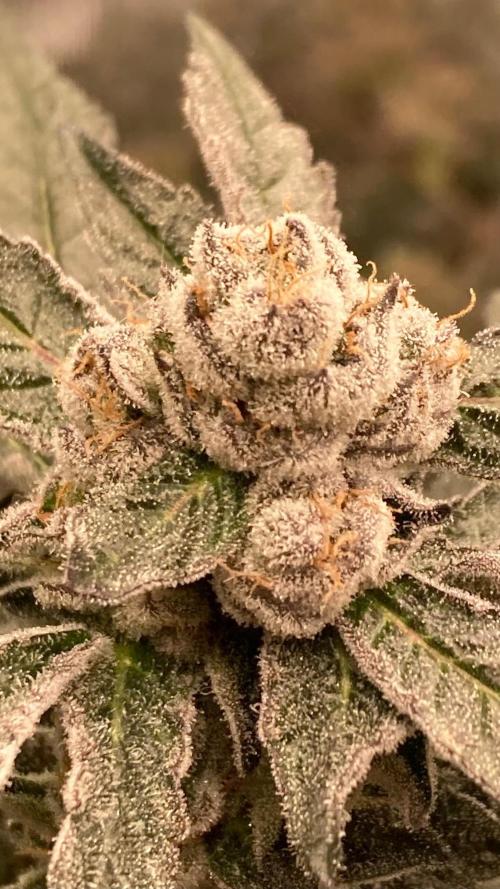 Final Chrome Dome Clone (Compound ). Week 8
