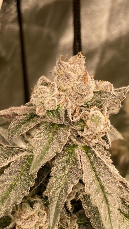 Final Chrome Dome Clone (Compound ). Week 8