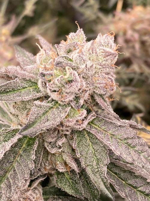 Final Chrome Dome Clone (Compound ). Week 8