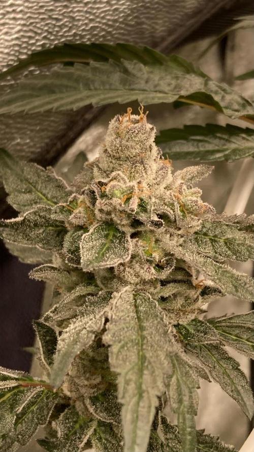 Final Chrome Dome Clone (Compound ). Week 8