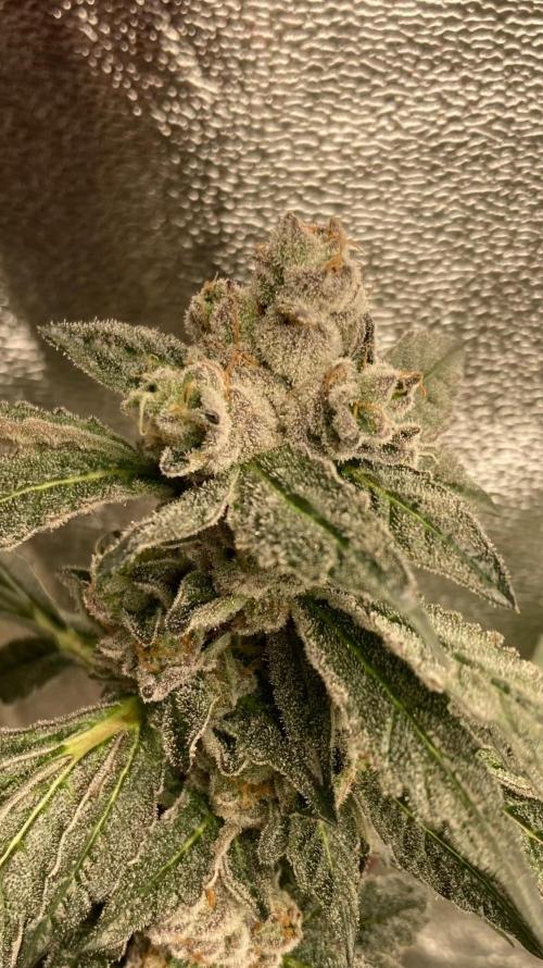 Final Chrome Dome Clone (Compound ). Week 8