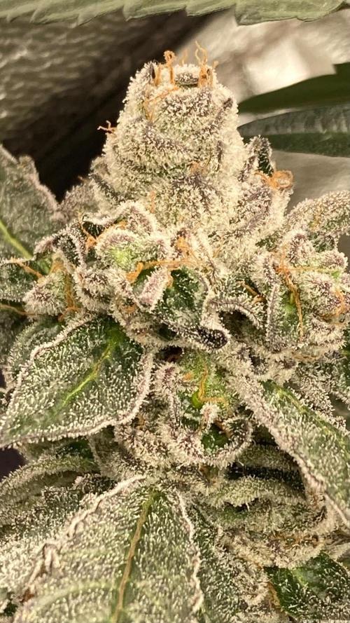 Final Chrome Dome Clone (Compound ). Week 8