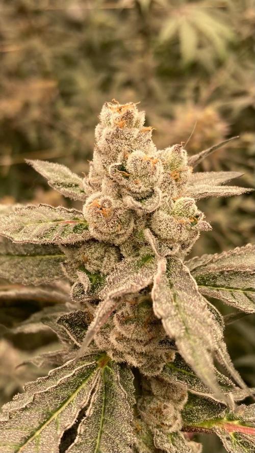 Final Chrome Dome Clone (Compound ). Week 8
