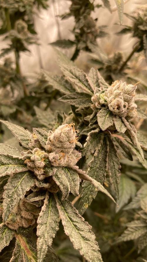 Final Chrome Dome Clone (Compound ). Week 8