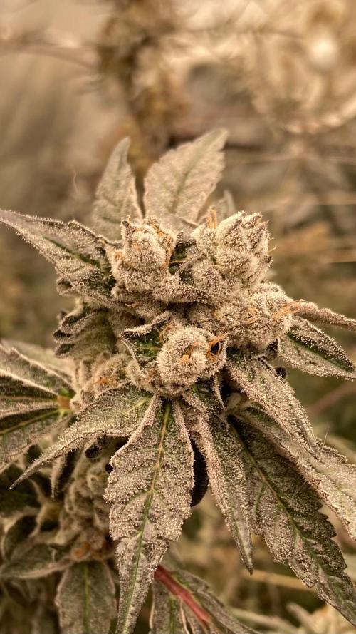 Final Chrome Dome Clone (Compound ). Week 8