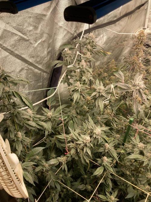 Final Chrome Dome Clone (Compound ). Week 8
