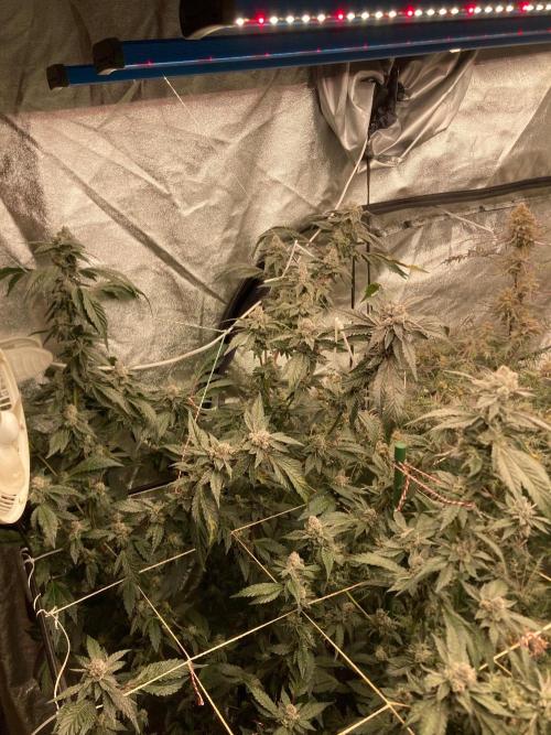 Final Chrome Dome Clone (Compound ). Week 8