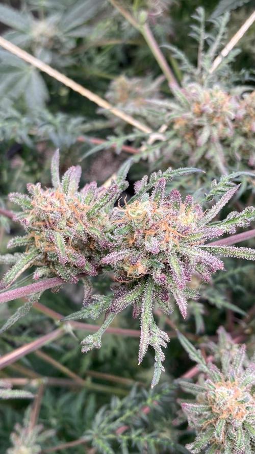 Frosty’s Purple Freak (Khalifa). Week 22