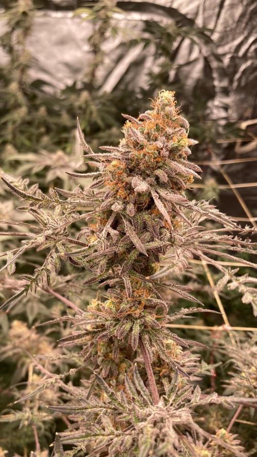 Frosty’s Purple Freak (Khalifa). Week 22