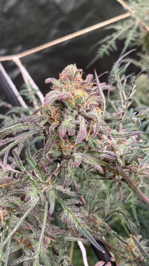 Frosty’s Purple Freak (Khalifa). Week 22