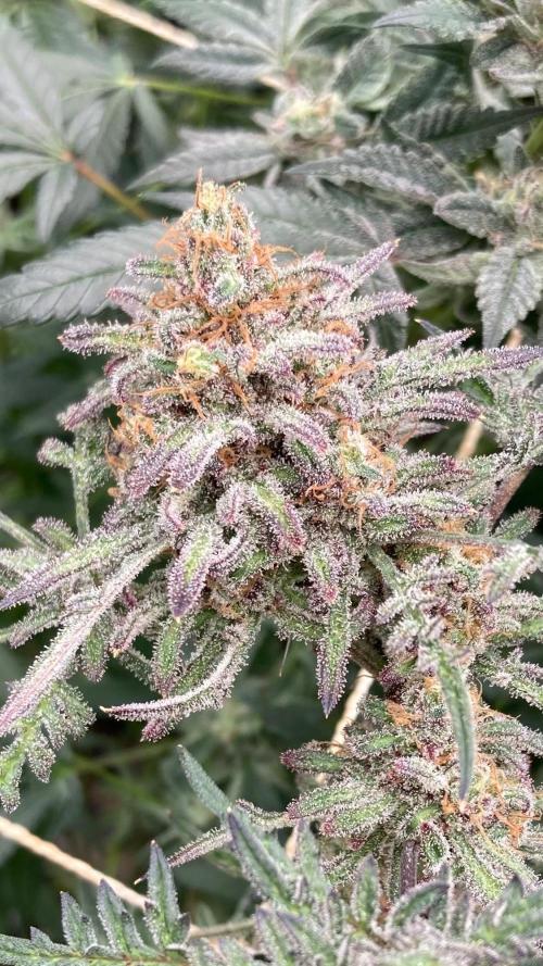 Frosty’s Purple Freak (Khalifa). Week 22