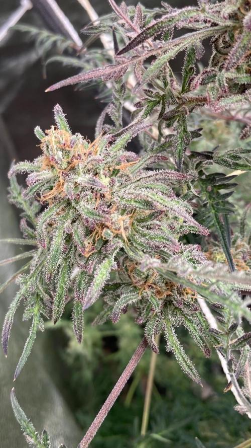 Frosty’s Purple Freak (Khalifa). Week 22