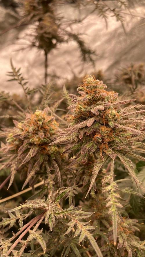 Frosty’s Purple Freak (Khalifa). Week 22