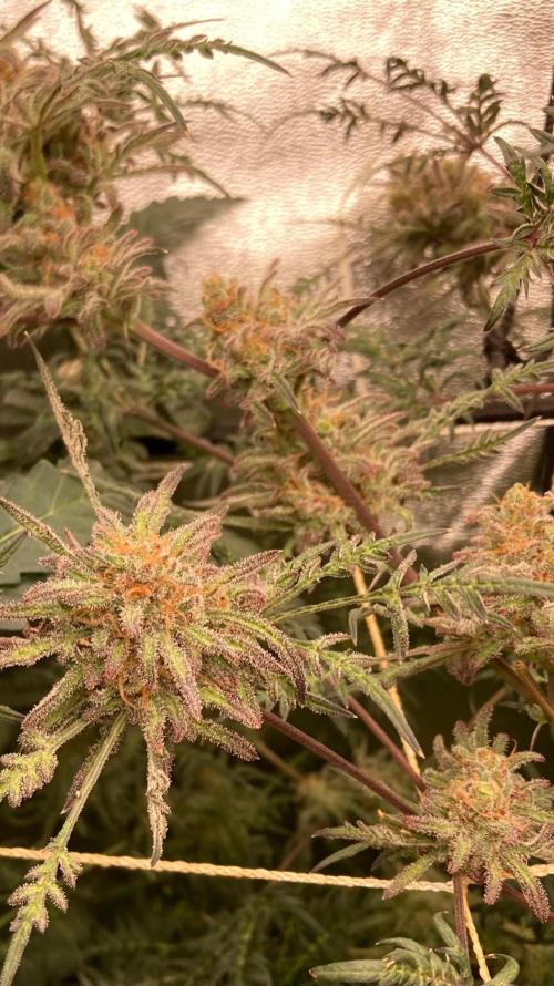 Frosty’s Purple Freak (Khalifa). Week 22