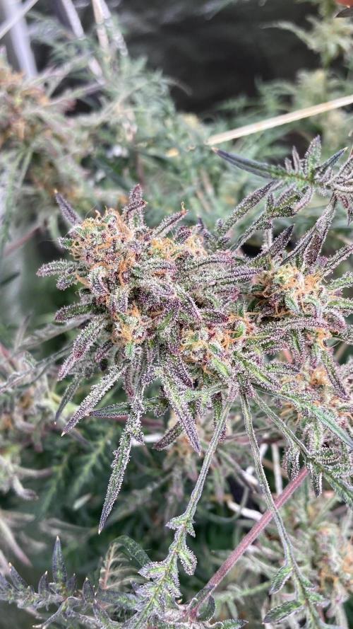 Frosty’s Purple Freak (Khalifa). Week 22