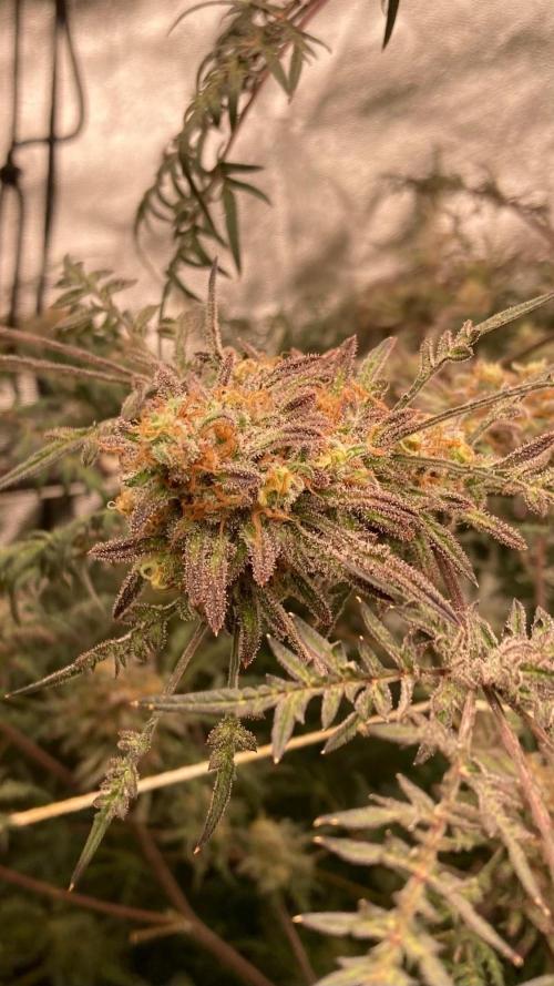 Frosty’s Purple Freak (Khalifa). Week 22
