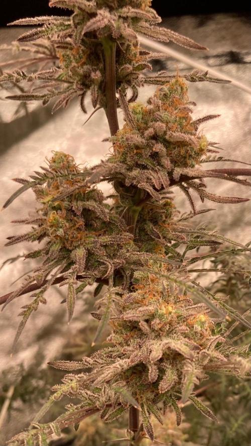 Frosty’s Purple Freak (Khalifa). Week 22