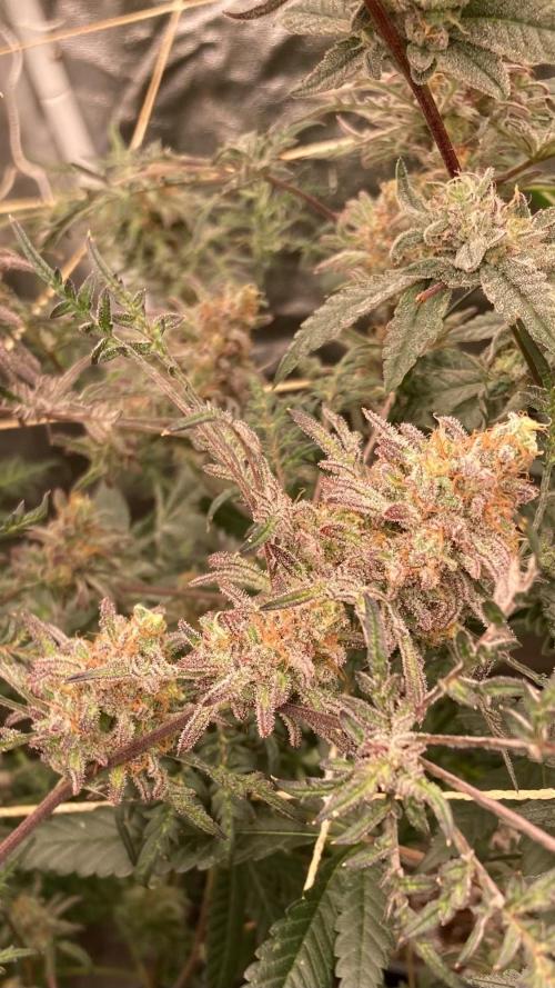 Frosty’s Purple Freak (Khalifa). Week 22