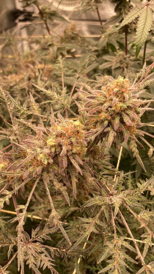 Frosty’s Purple Freak (Khalifa). Week 22