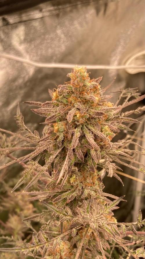 Frosty’s Purple Freak (Khalifa). Week 22