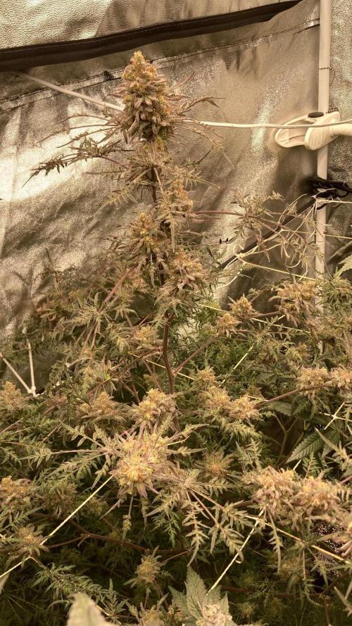 Frosty’s Purple Freak (Khalifa). Week 22