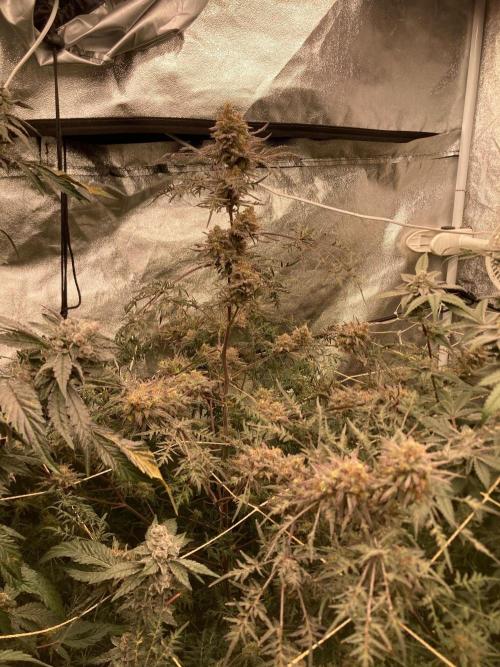 Frosty’s Purple Freak (Khalifa). Week 22