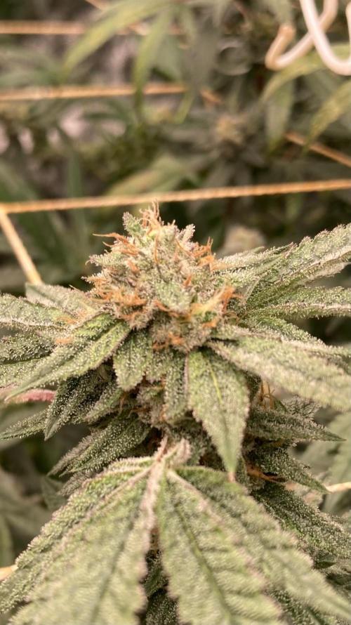 Rainbow Marker #6 (LIT Farms). Week 8