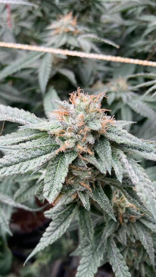 Rainbow Marker #6 (LIT Farms). Week 8