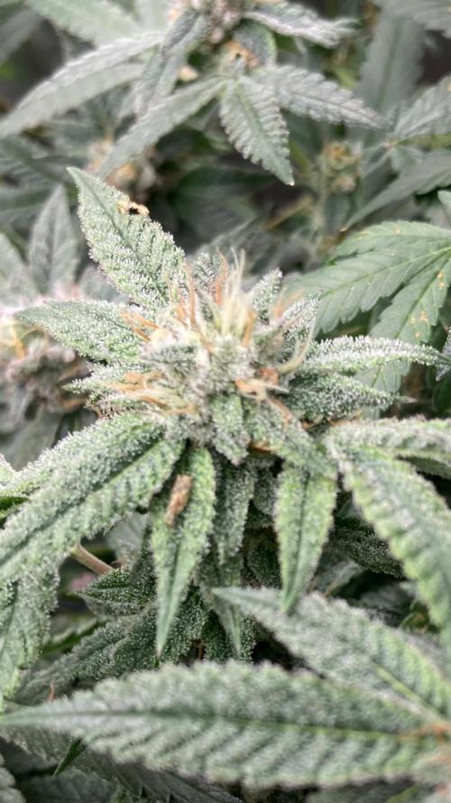 Rainbow Marker #6 (LIT Farms). Week 8