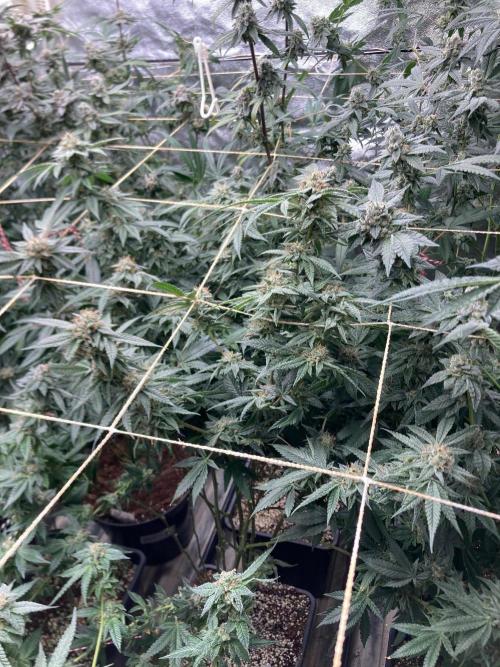 Rainbow Marker #6 (LIT Farms). Week 8