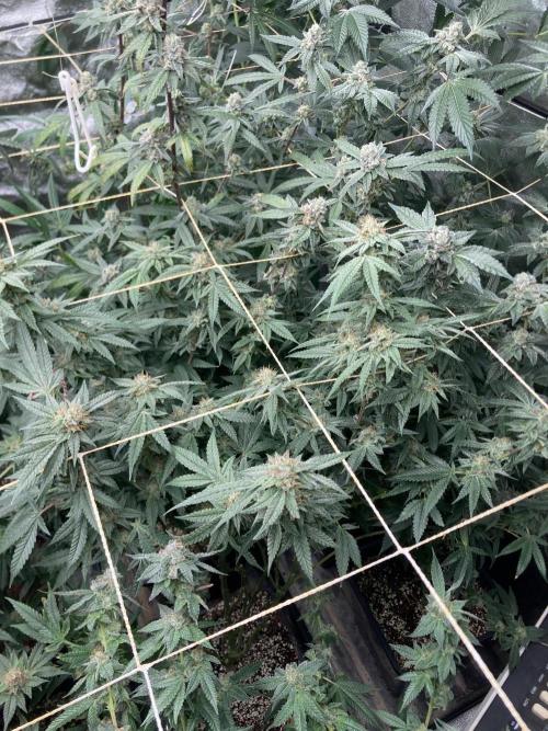 Rainbow Marker #6 (LIT Farms). Week 8