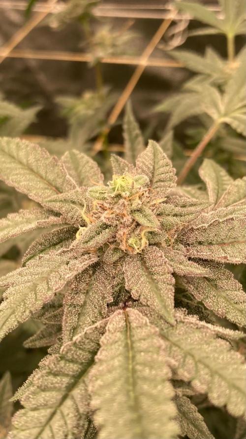Black Rainbow (LIT Farms). Week 25