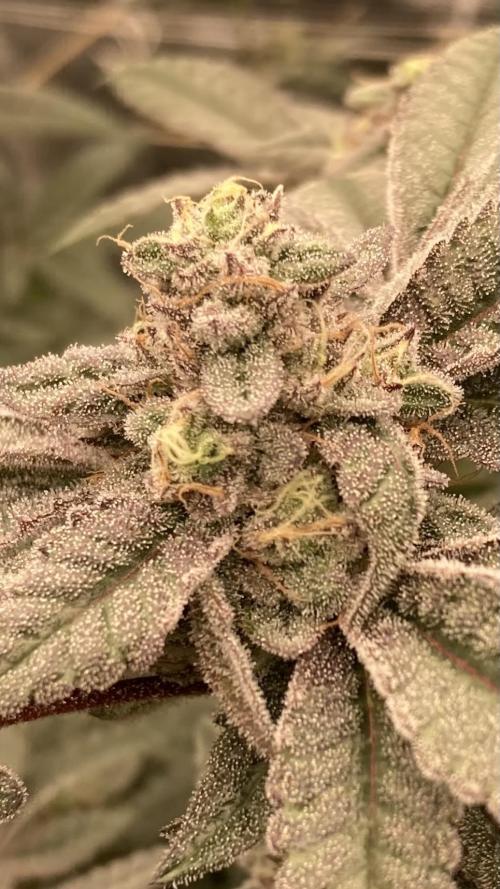 Black Rainbow (LIT Farms). Week 25