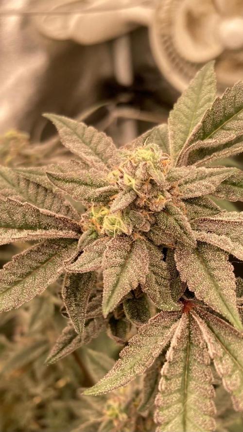 Black Rainbow (LIT Farms). Week 25