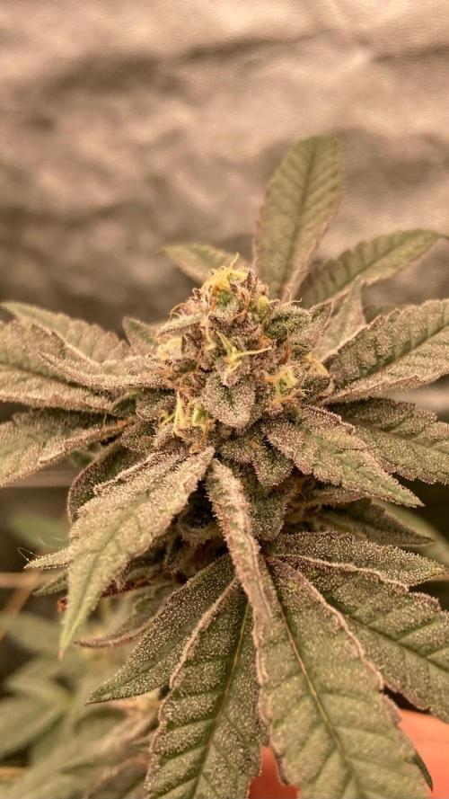 Black Rainbow (LIT Farms). Week 25