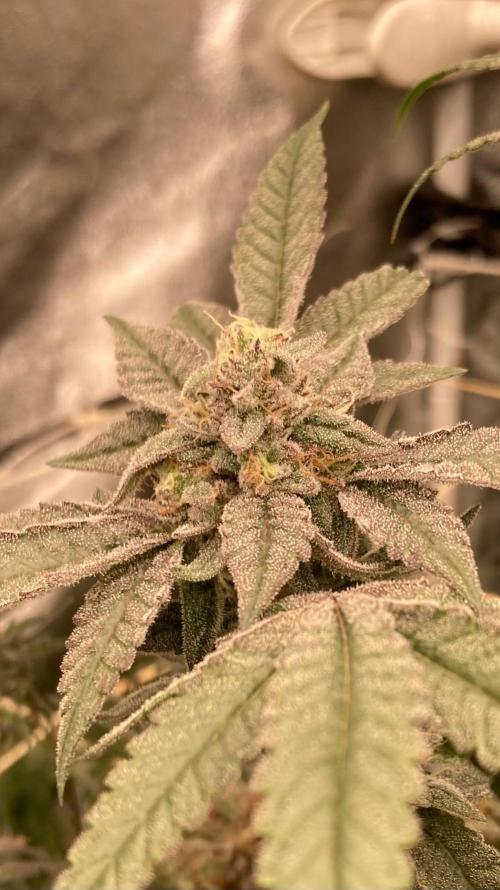 Black Rainbow (LIT Farms). Week 25