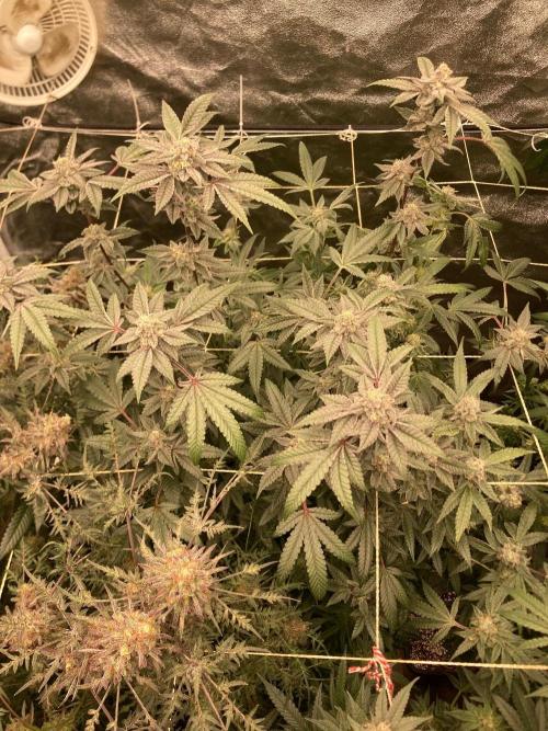 Black Rainbow (LIT Farms). Week 25