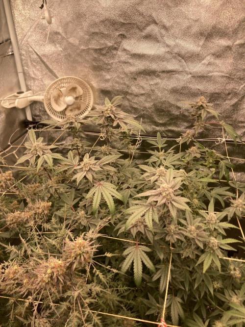 Black Rainbow (LIT Farms). Week 25