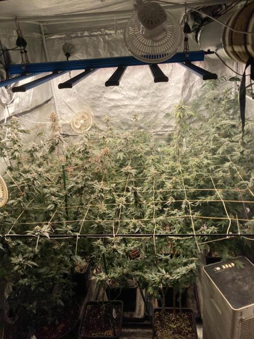 Black Rainbow (LIT Farms). Week 25