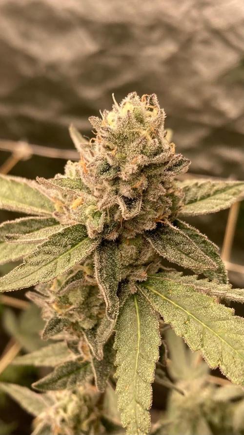 Apples & Bananas x Zoda (Umami Seed Co). Week 22
