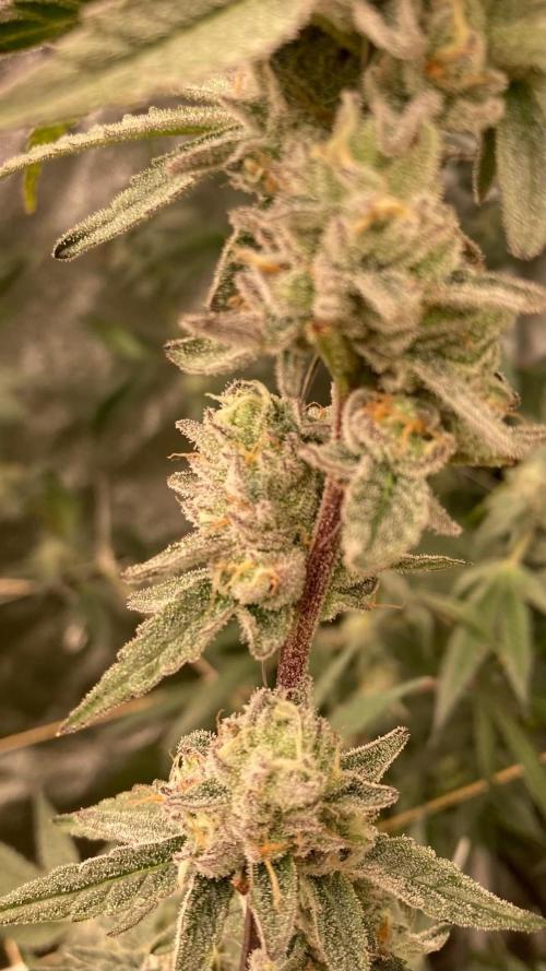 Apples & Bananas x Zoda (Umami Seed Co). Week 22