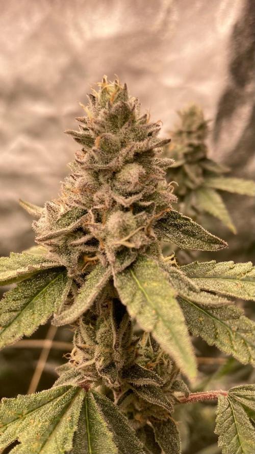 Apples & Bananas x Zoda (Umami Seed Co). Week 22