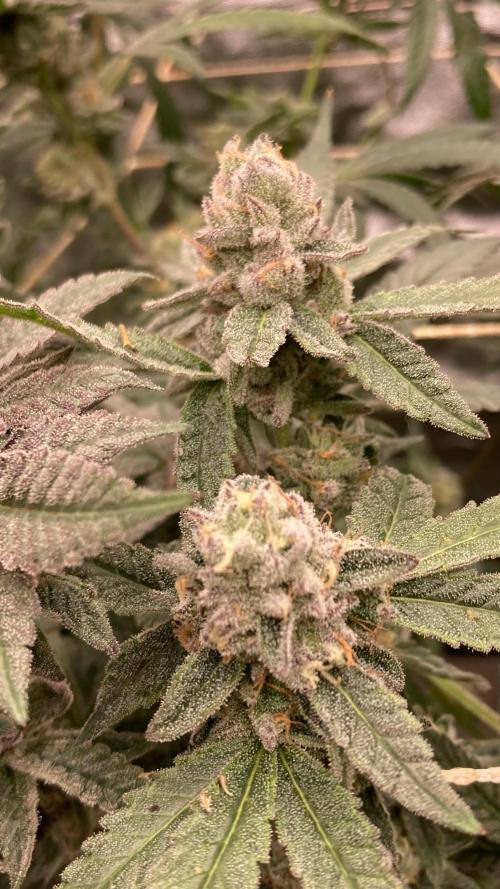Apples & Bananas x Zoda (Umami Seed Co). Week 22