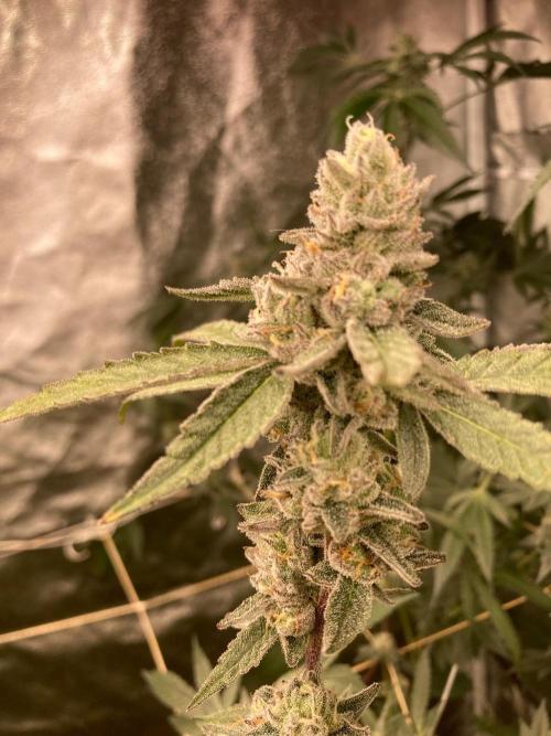 Apples & Bananas x Zoda (Umami Seed Co). Week 22