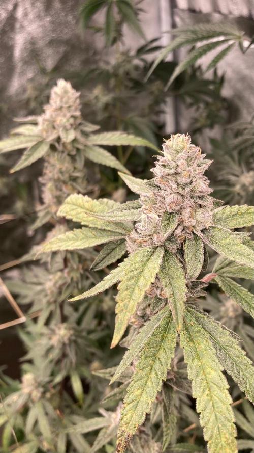 Apples & Bananas x Zoda (Umami Seed Co). Week 22