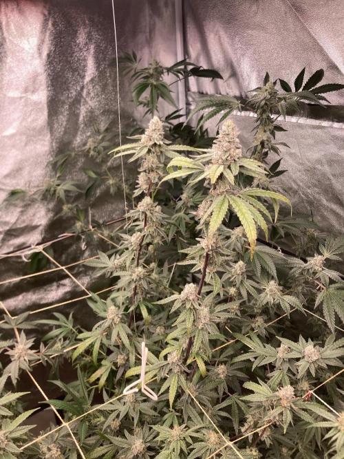 Apples & Bananas x Zoda (Umami Seed Co). Week 22